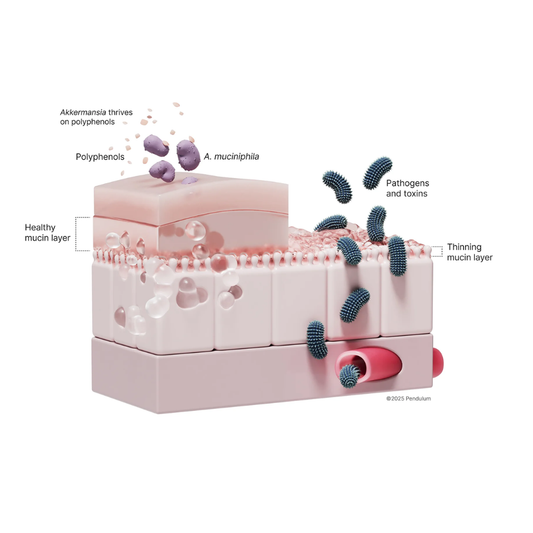Akkermansia: The Next Frontier in Gut and Metabolic Health