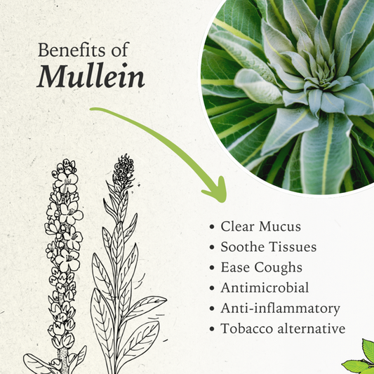  Mullein 
