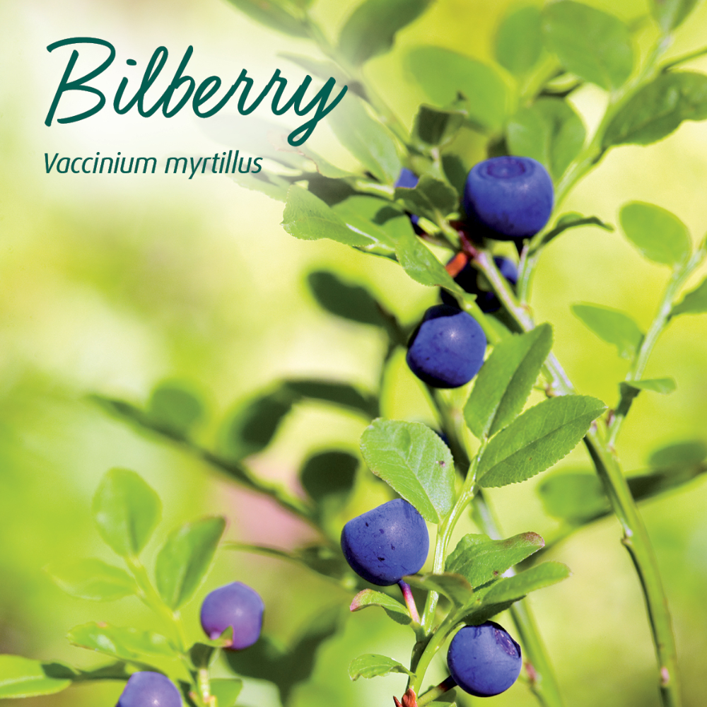 MediHerb Bilberry 3:1 500ml